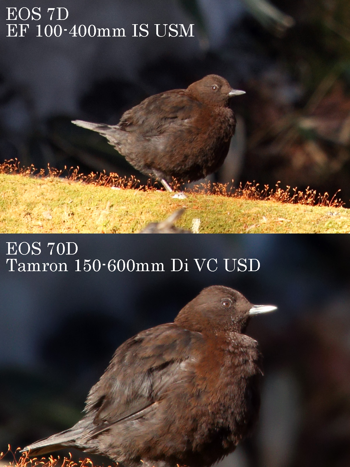 タムロン 150-600mm VS. キヤノン EF100-400mm IS　比較画像　カワガラス
