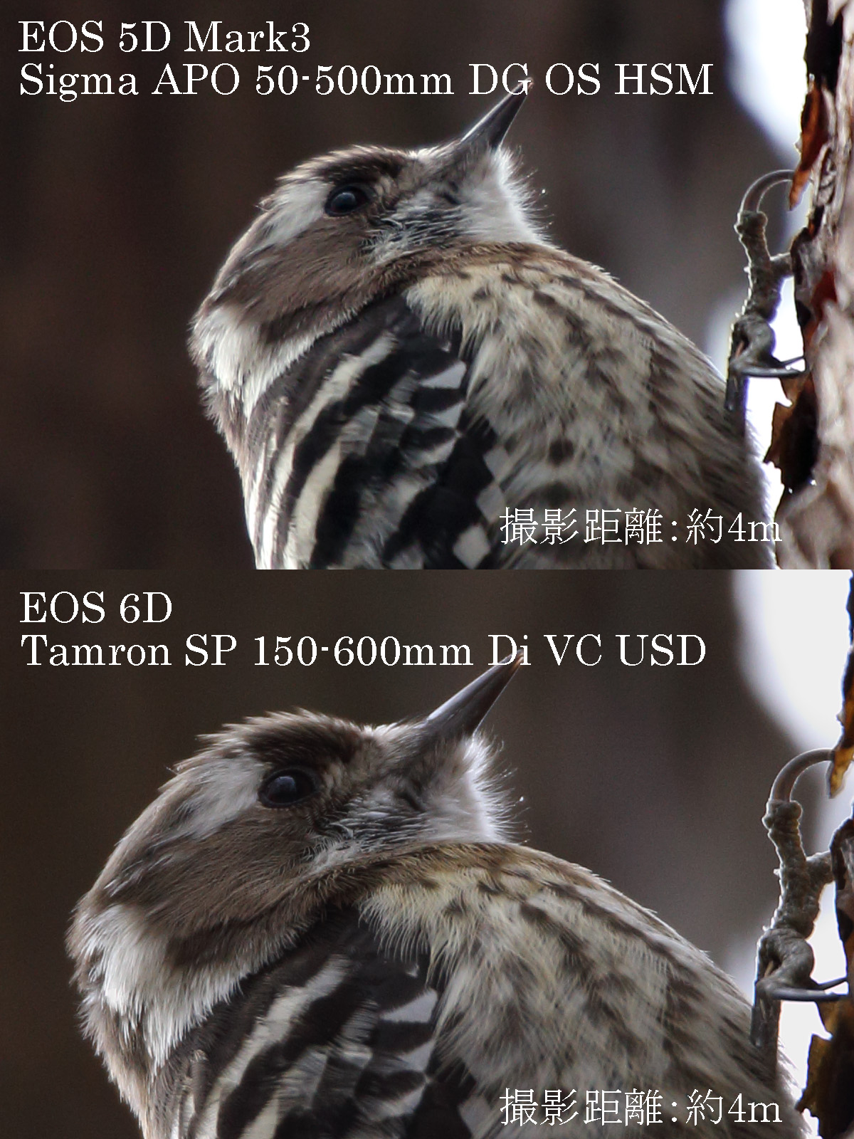 シグマ 50-500mm タムロン 150-600mm　比較画像　コゲラ