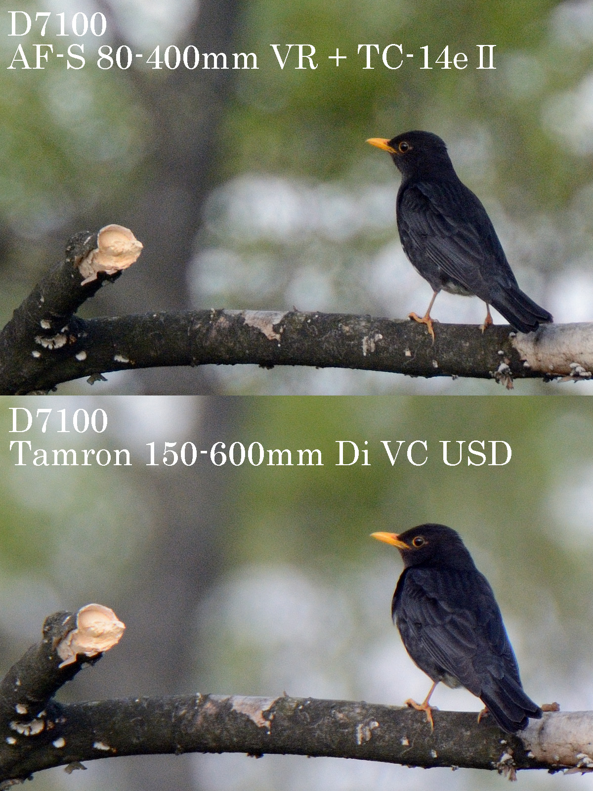 タムロン 150-600mm VS. ニコン AF-S 80-400mm VR　比較画像　クロツグミ