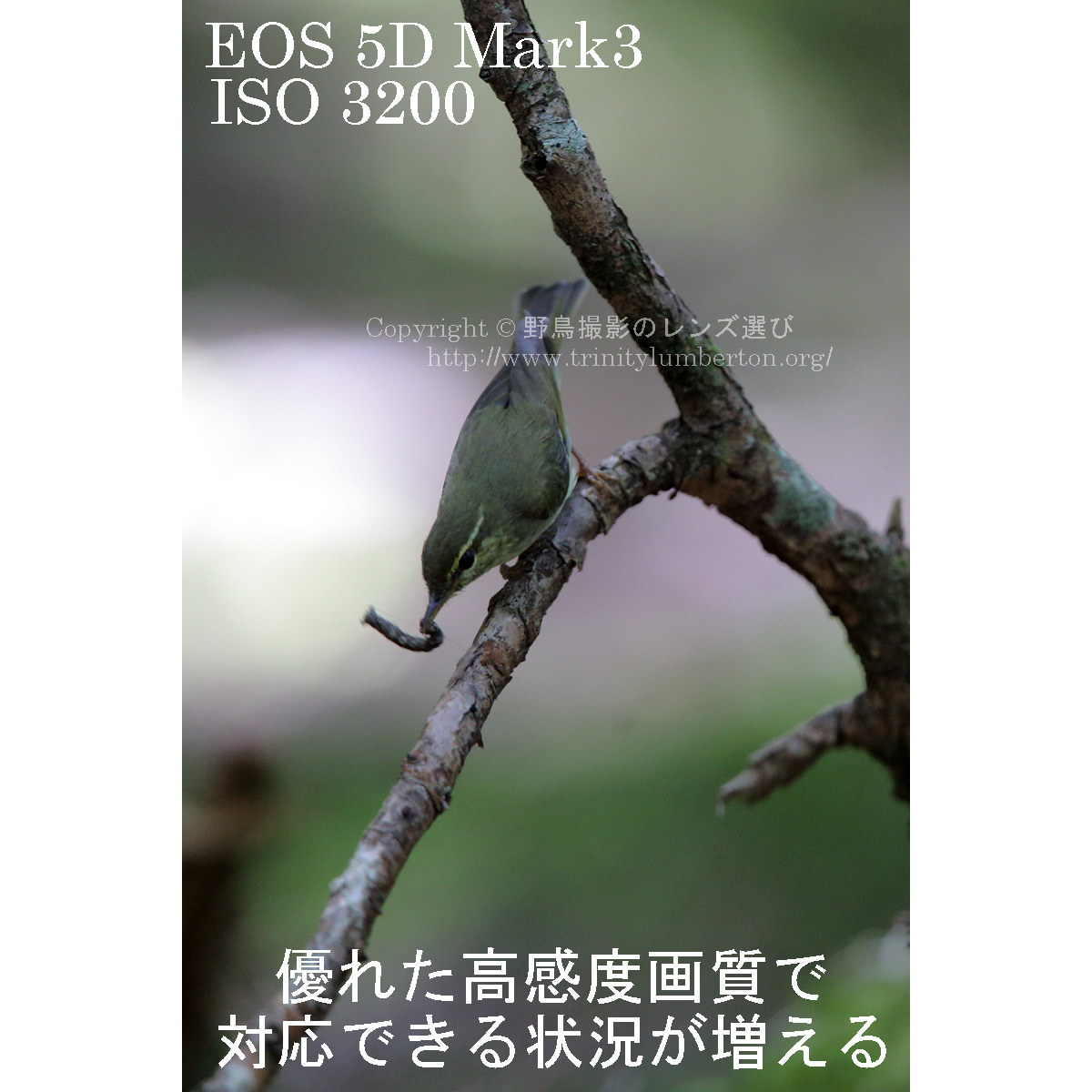 EOS 5D Mark3 ISO3200